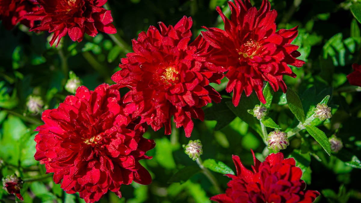 red flowers close up with green stems and leaves, learning photography hero image