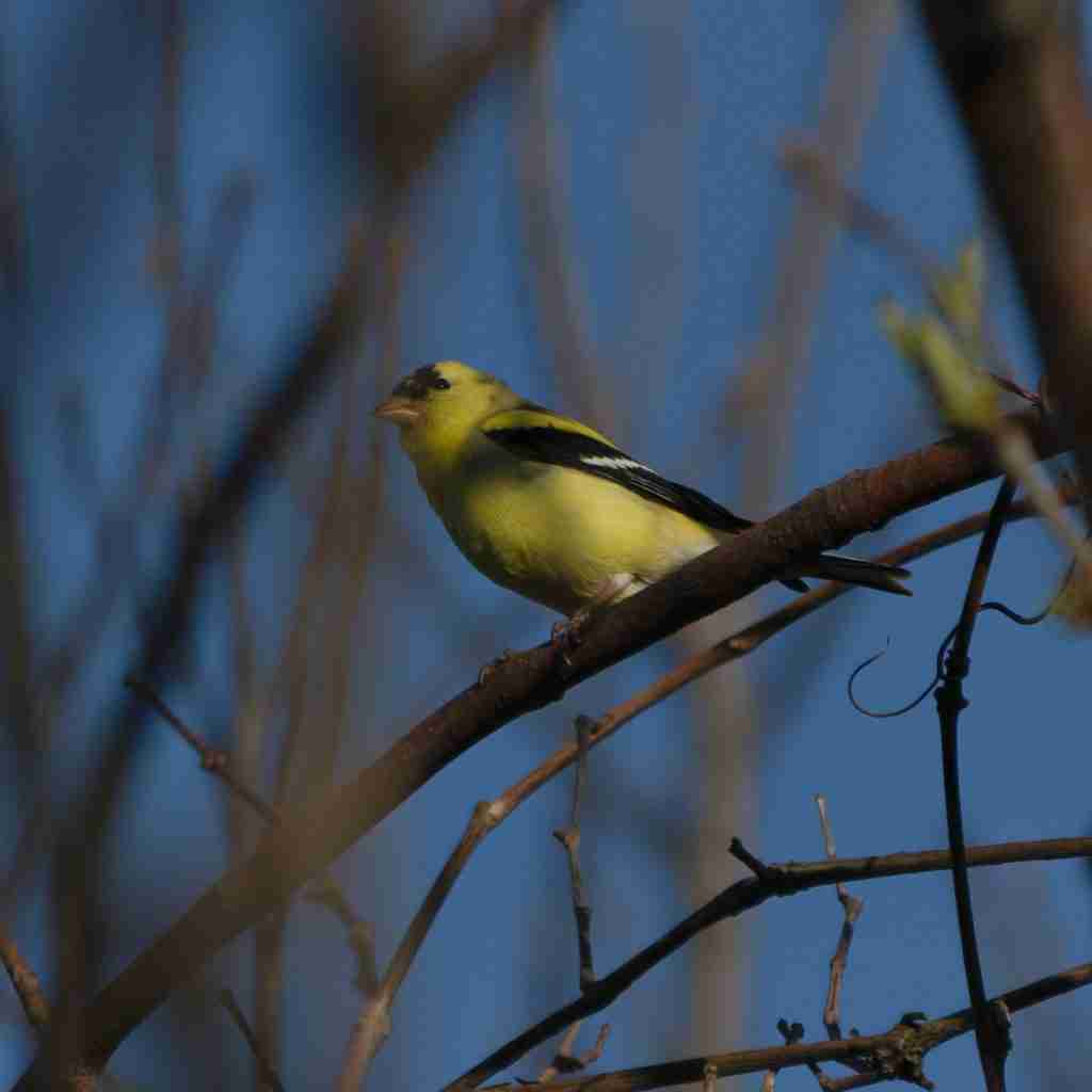 A gold finch on a branch taken with a zoom lens in focus, for the blog how to focus