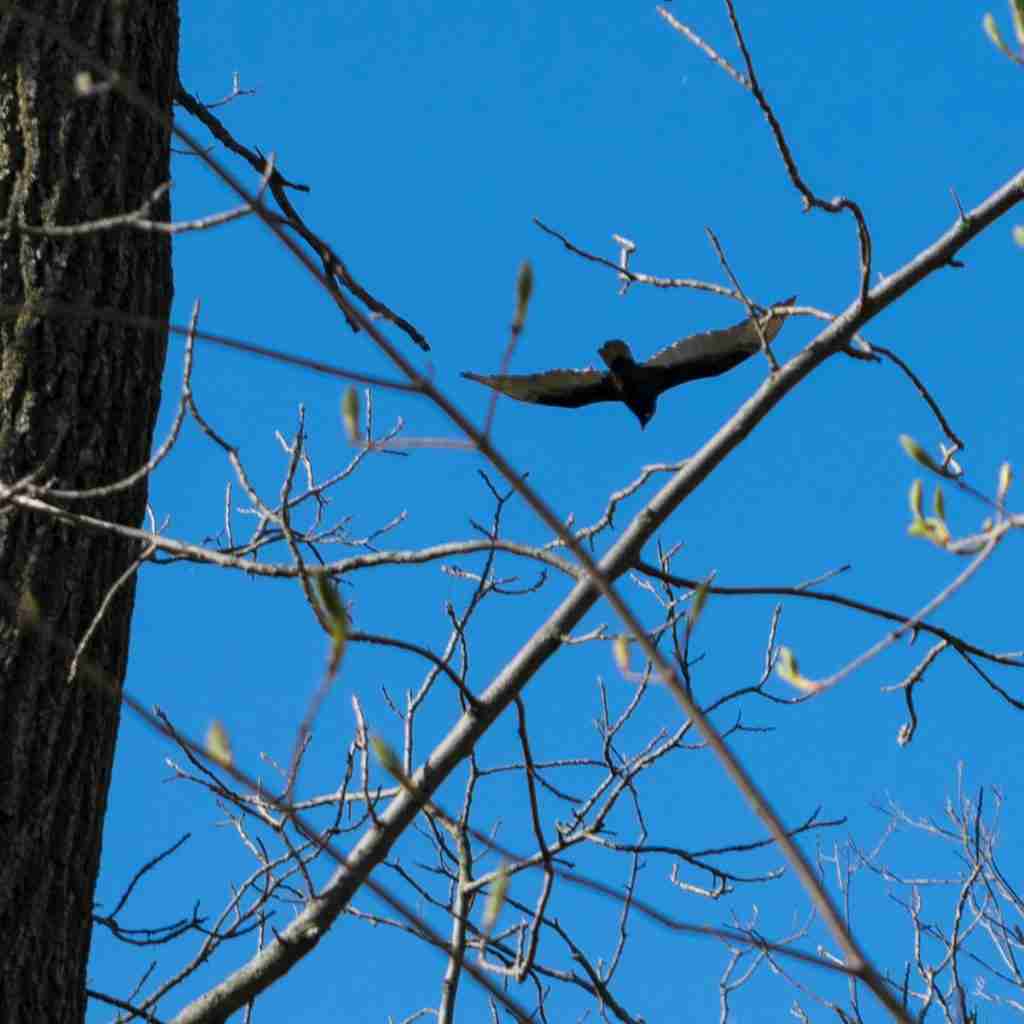 a bird flying above the branches in focus