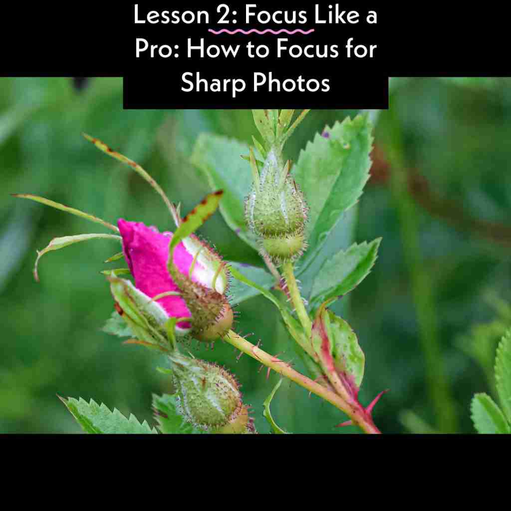 How to Focus Cover photo of rose bud with title of blog