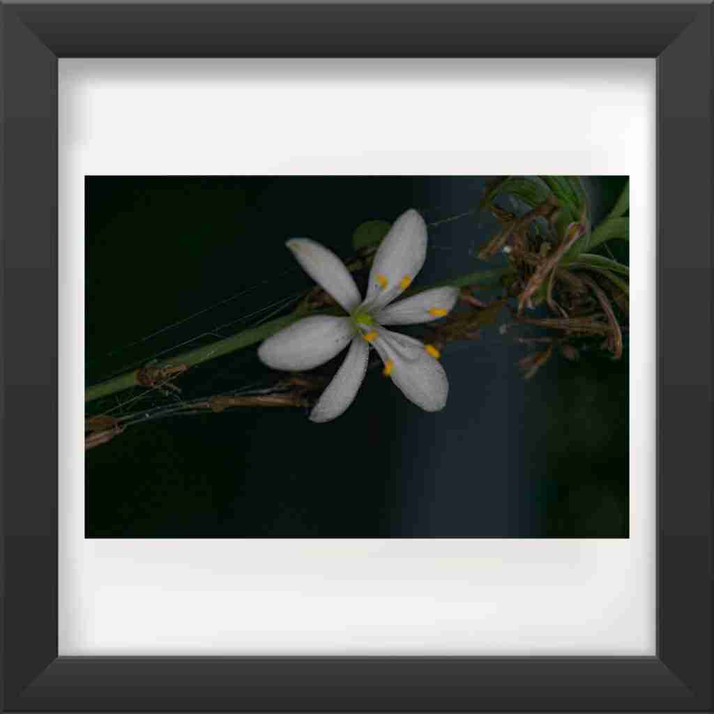 Framed photo of a flower